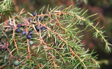 Kataja (Juniperus communis)