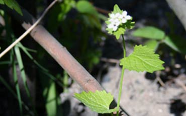 Litulaukka (Alliaria petiolata)