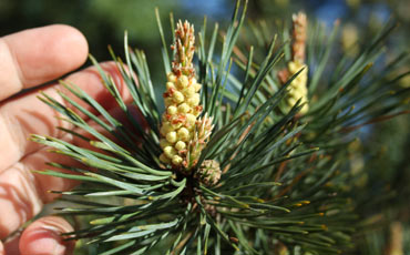 Männyn (Pinus sylvestris)
