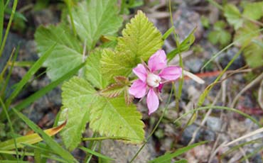 Mesimarja (Rubus arcticus)
