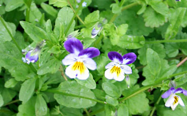 Orvokit (Viola sp.)