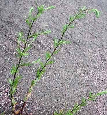 Pujo (Artemisia vulgaris). 