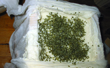 Making of ramson cheese. Picture by Satu Hovi 2011.