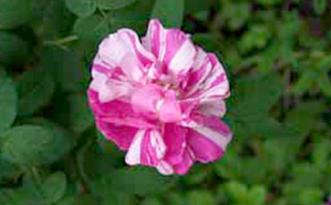 Ranskanruusu, Polkagris (rosa gallica versicolor).