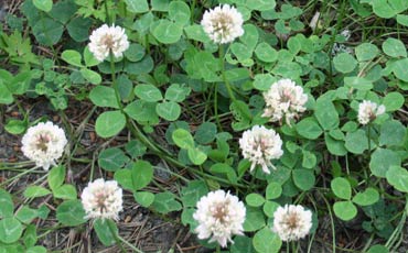 Valkoapila  (Trifolium repens) 